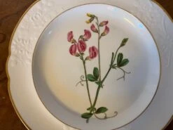 Antique Early 19th Century Spode Porcelain Botanical Plate Decorated With Hand Painted Named Specimen - Pease Earth-Nut -Lenox Shop antique early 19th century spode porcelain botanical plate decorated with hand painted named specimen pease earth nut 9098